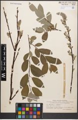 Foto von Salix caprea L. x Salix lapponum L.